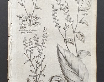 Petty, Olyrian and Dittander Karle - Original 1802 Culpeper engraving (90)