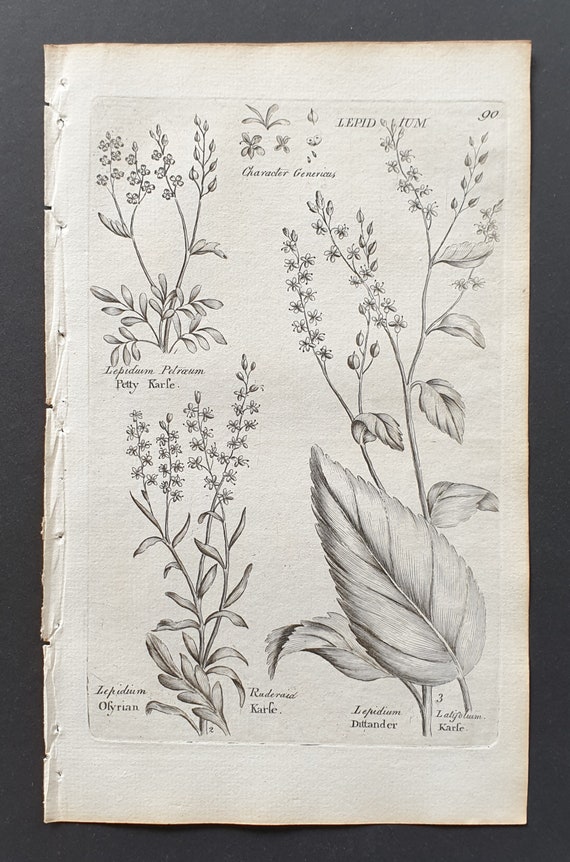Petty, Olyrian and Dittander Karle - Original 1802 Culpeper engraving (90)