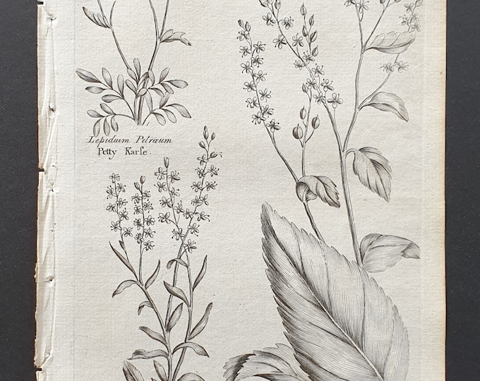 Petty, Olyrian and Dittander Karle - Original 1802 Culpeper engraving (90)