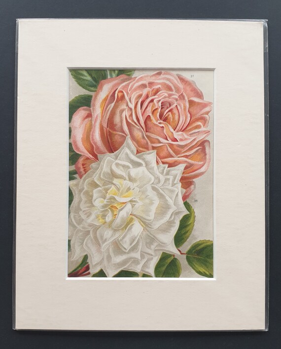 Captain Christy, Kaiserin Augusta Victoria - Original 1903 rose print in mount