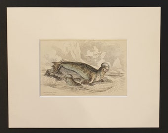 The Crested Seal  - Original 1839 hand coloured print in mount