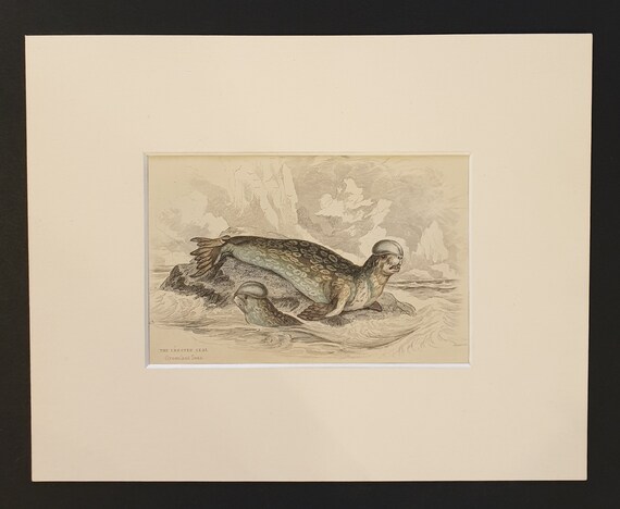 The Crested Seal  - Original 1839 hand coloured print in mount