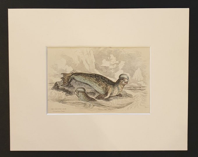 The Crested Seal  - Original 1839 hand coloured print in mount