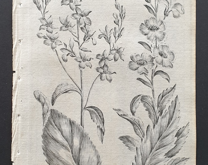 Black and Moth Mullein - Original 1802 Culpeper engraving (107)