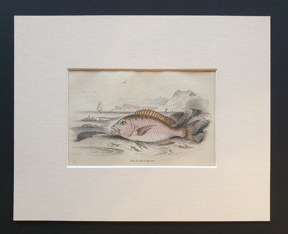 Four Toothed Sparus - Original c1860 hand coloured fish print in mount