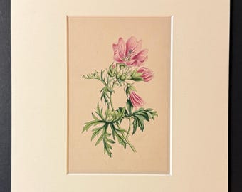 The Musk Mallow - Original 1840 Hand Coloured Print