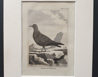 The Black Toed Gull -  Original 1812 Buffon print in mount (226)