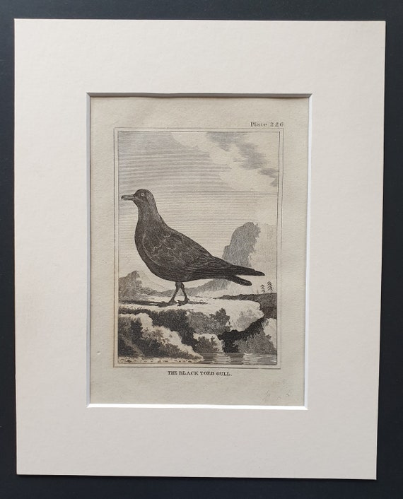 The Black Toed Gull -  Original 1812 Buffon print in mount (226)