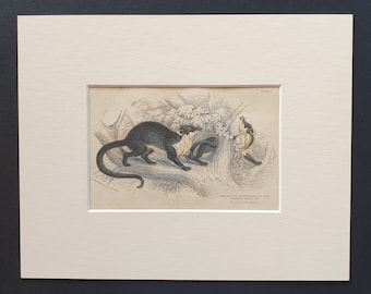 Gwatkin's Galidictis  - Original 1842 hand coloured print in mount