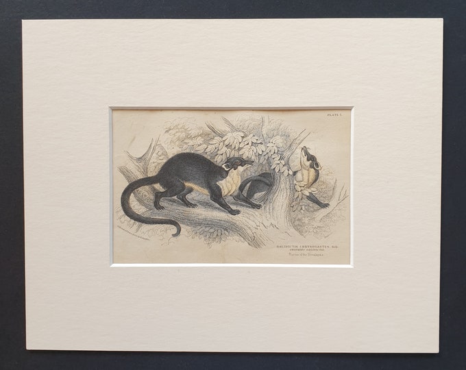 Gwatkin's Galidictis  - Original 1842 hand coloured print in mount