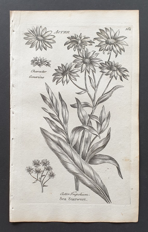 Sea Starwort - Original 1802 Culpeper engraving (161)