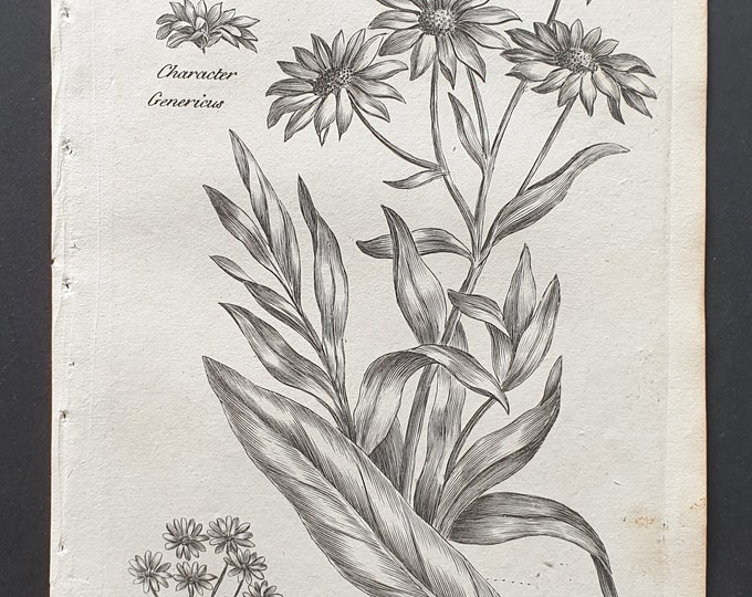 Sea Starwort - Original 1802 Culpeper engraving (161)