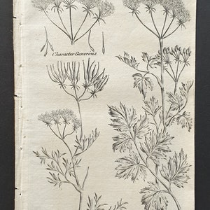 May include: An antique botanical illustration of plants, featuring detailed drawings of various species. The image includes the text "SCANDIX", "Character Genericus", "Common Shepherds Needle", and "Hemlock Chervil". The artwork is in black and white.