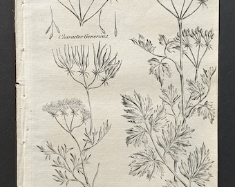Common Shepherds Needle and Hemlock Chervil - Original 1802 Culpeper engraving (30)