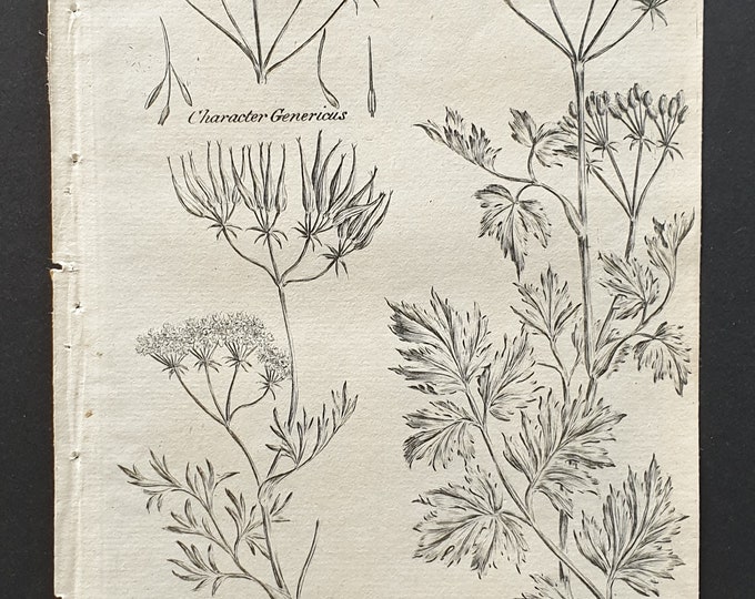 Common Shepherds Needle and Hemlock Chervil - Original 1802 Culpeper engraving (30)