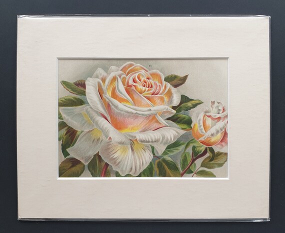 Honourable Edith Gifford - Original 1903 rose print in mount
