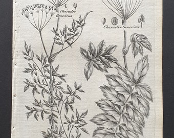 The Carraway Plant, and Wild Parsnep - Original 1802 Culpeper engraving (137)