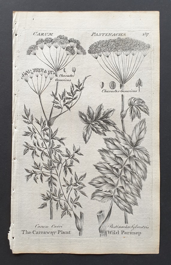 The Carraway Plant, and Wild Parsnep - Original 1802 Culpeper engraving (137)