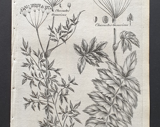 The Carraway Plant, and Wild Parsnep - Original 1802 Culpeper engraving (137)