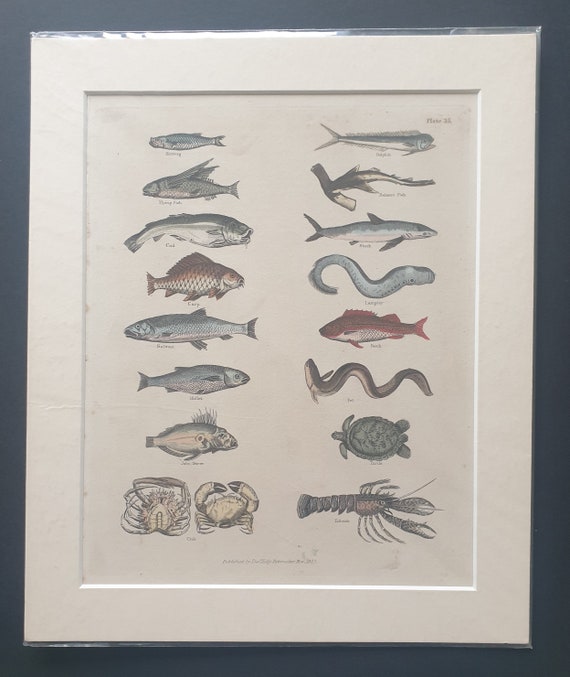 Fish and Crustacea - original 1827 hand coloured William Smellie print