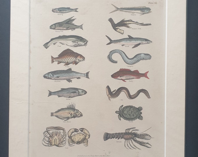 Fish and Crustacea - original 1827 hand coloured William Smellie print
