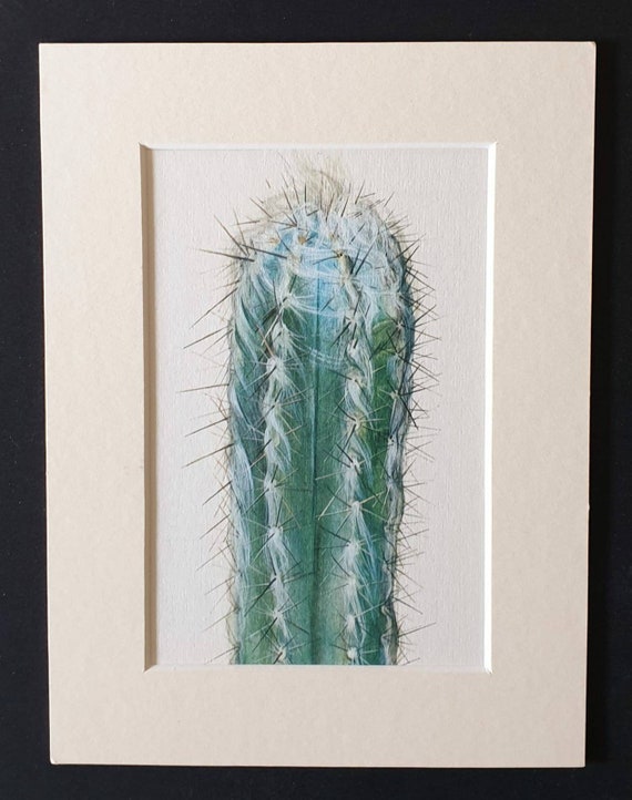 Original 1965 cacti print in a mount