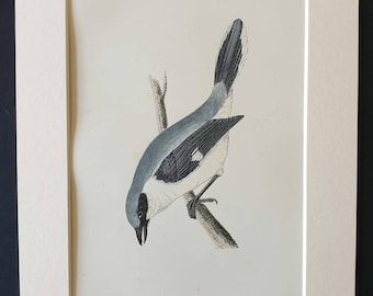 Grey Shrike - Original 1891 hand coloured bird print in mount