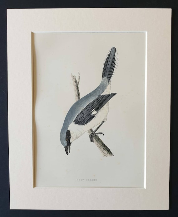 Original 1891 hand coloured bird print in mount - Grey Shrike