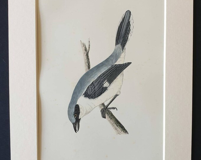 Original 1891 hand coloured bird print in mount - Grey Shrike