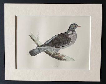 Ring Dove - Original 1891 hand coloured bird print in mount