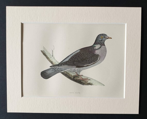 Original 1891 hand coloured bird print in mount - Ring Dove