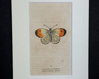 The Orange-Tip Butterfly - Original 1832 Hand Coloured Antique Print