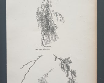 The Pendulous Branched Wood Beech - Original 1844 print