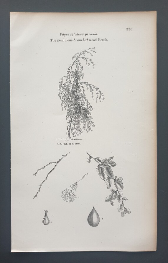 The Pendulous Branched Wood Beech - Original 1844 print
