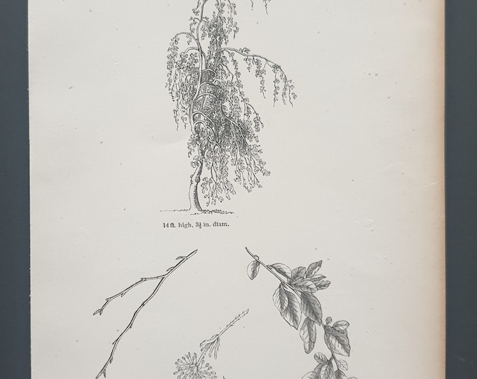 The Pendulous Branched Wood Beech - Original 1844 print