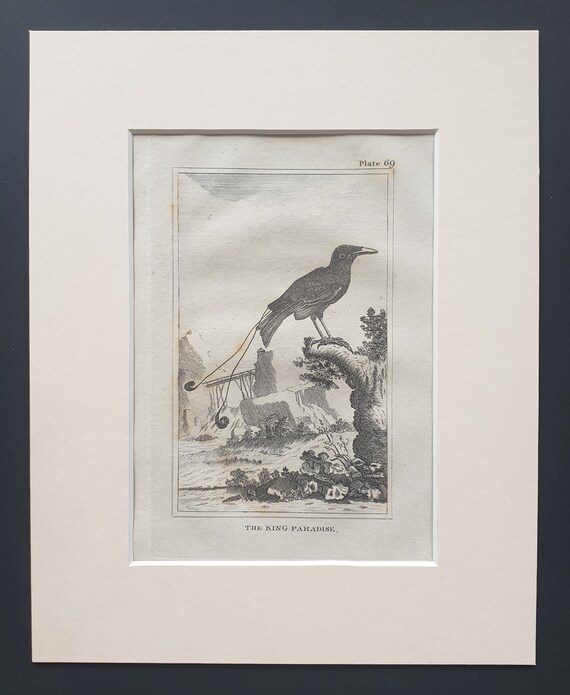 The King Paradise - Original 1812 Buffon print in mount (69)