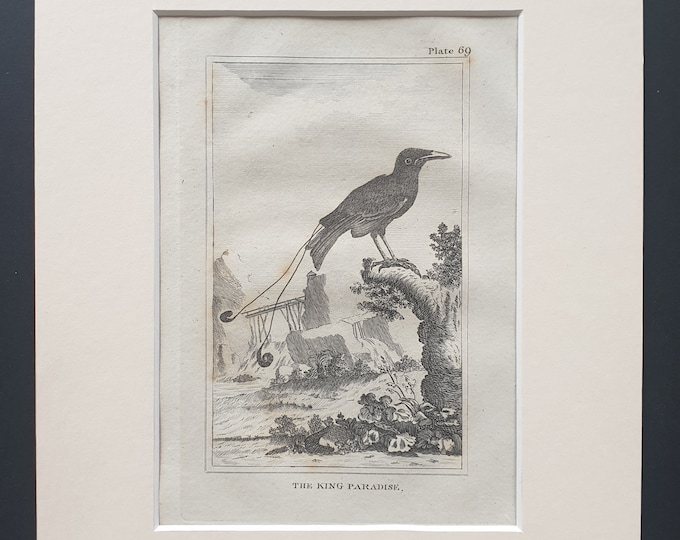 The King Paradise - Original 1812 Buffon print in mount (69)