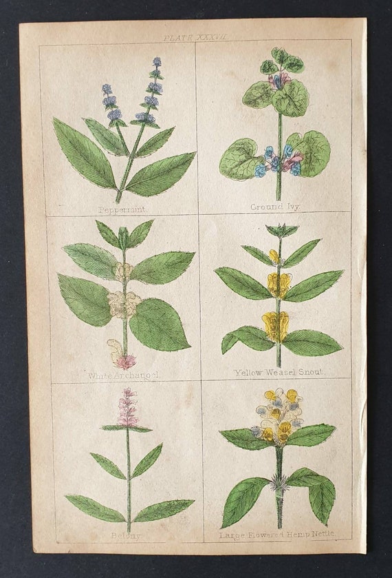 Original 1854 hand coloured botanical print