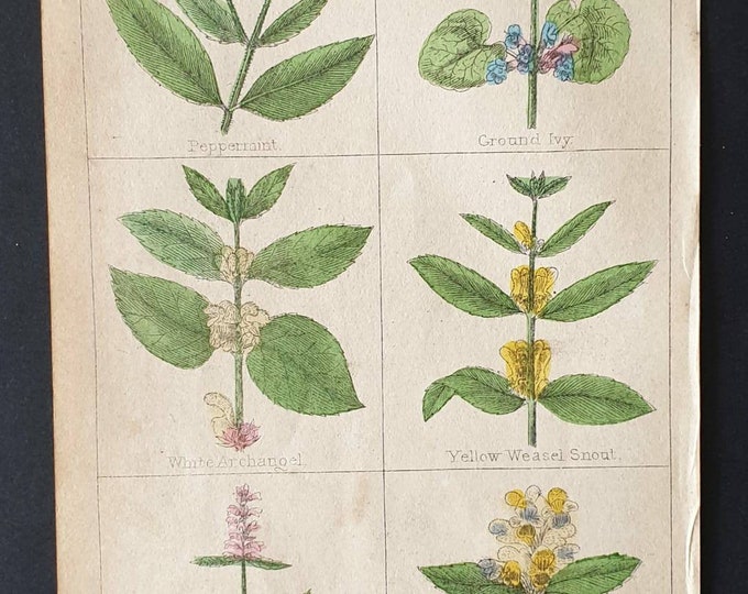 Original 1854 hand coloured botanical print