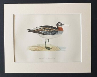 Red Necked Phalarope - Original 1891 hand coloured bird print in mount
