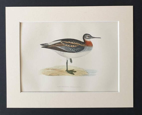 Original 1891 hand coloured bird print in mount - Red Necked Phalarope