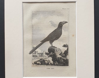 The Ani- Original 1812 Buffon print in mount (155)