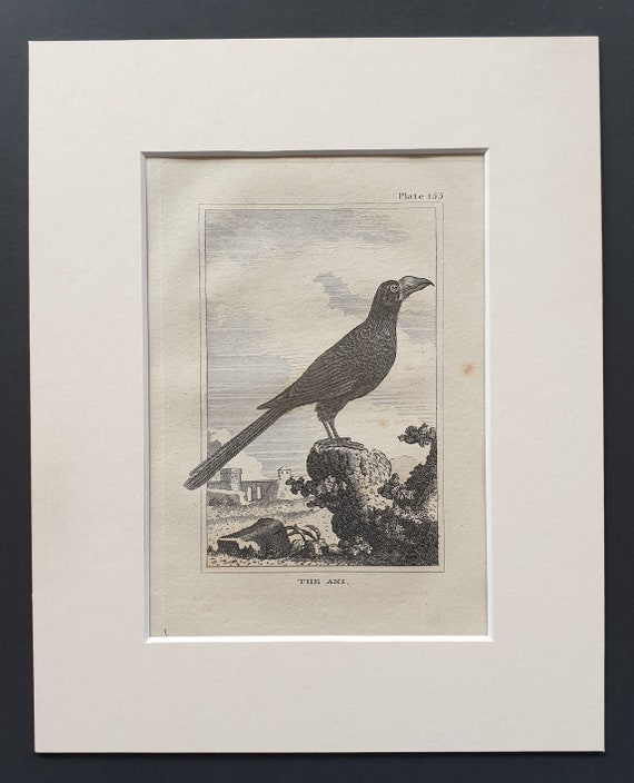 The Ani- Original 1812 Buffon print in mount (155)