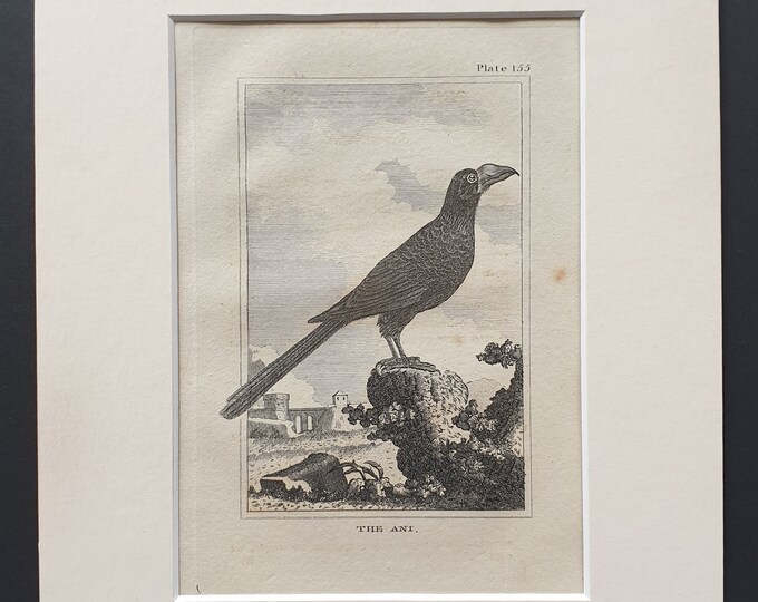 The Ani- Original 1812 Buffon print in mount (155)