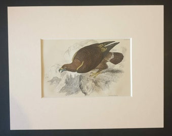 Golden Eagle - Original c1840 hand coloured bird print in mount