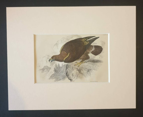 Original c1840 hand coloured bird print in mount - Golden Eagle