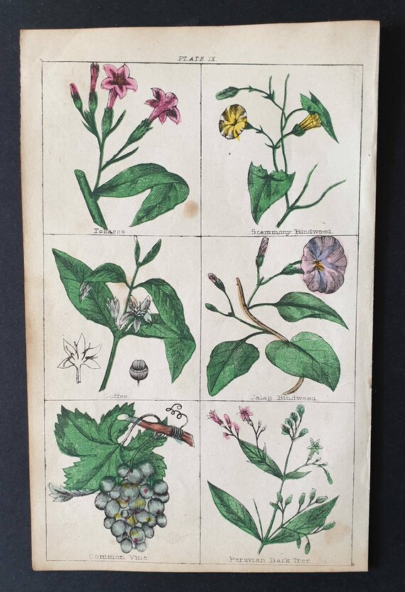 Original 1854 hand coloured botanical print