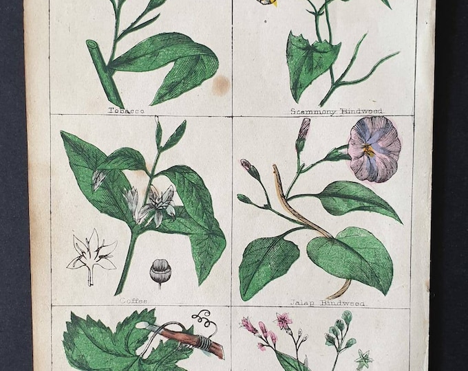 Original 1854 hand coloured botanical print