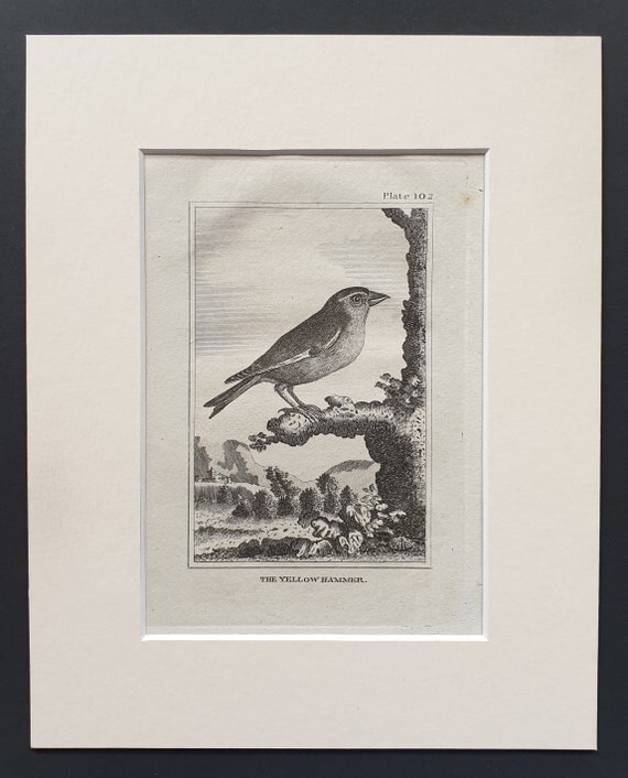 The Yellow Hammer - Original 1812 Buffon print in mount (102)
