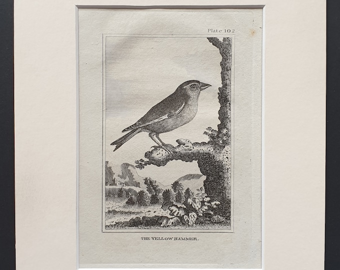 The Yellow Hammer - Original 1812 Buffon print in mount (102)